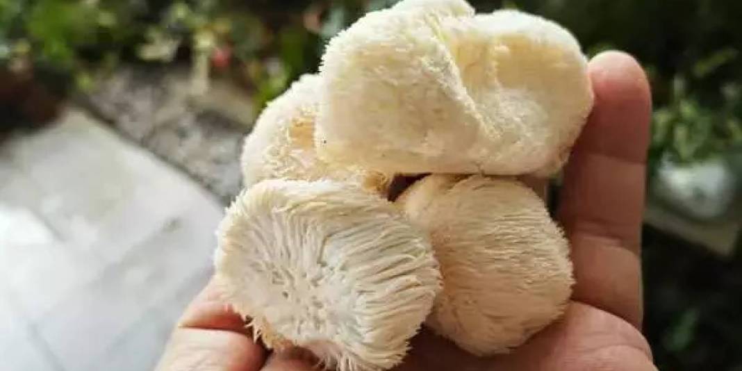 Karadeniz’in doğal ortamında keşfetti! Bildiğiniz tüm mantarları unutun: Balkonda yetiştirerek kilosunu 2000 TL’ye satıyor 5